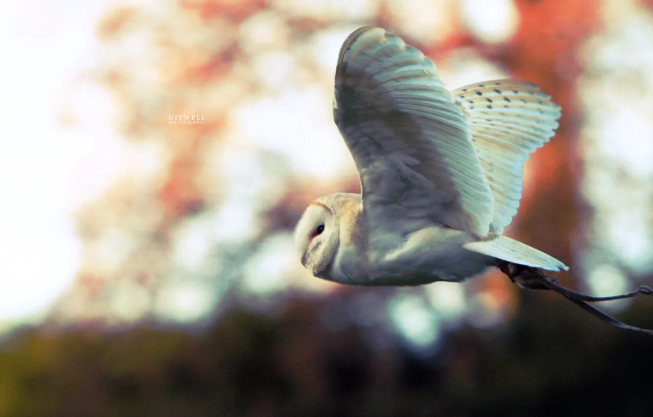 Photo wallpaper owl, bird, white, in flight, Hipwell