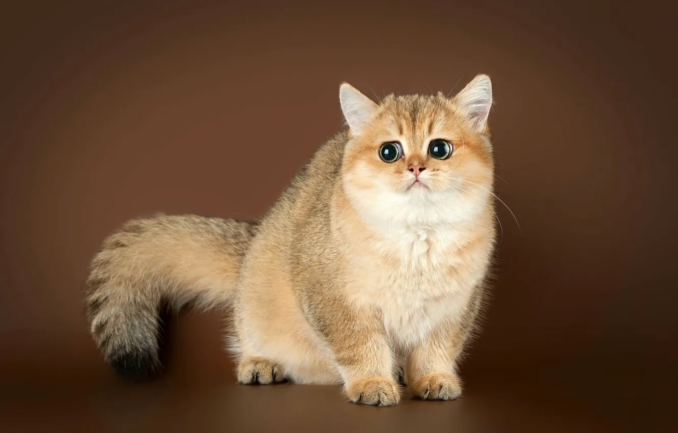 Photo wallpaper cat, tail, sad