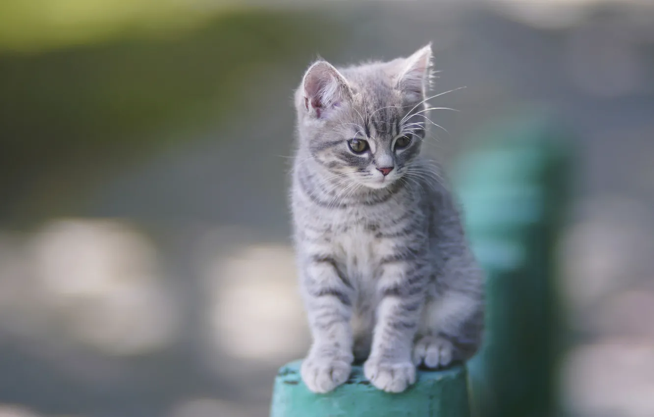 Photo wallpaper summer, sweetheart, cat