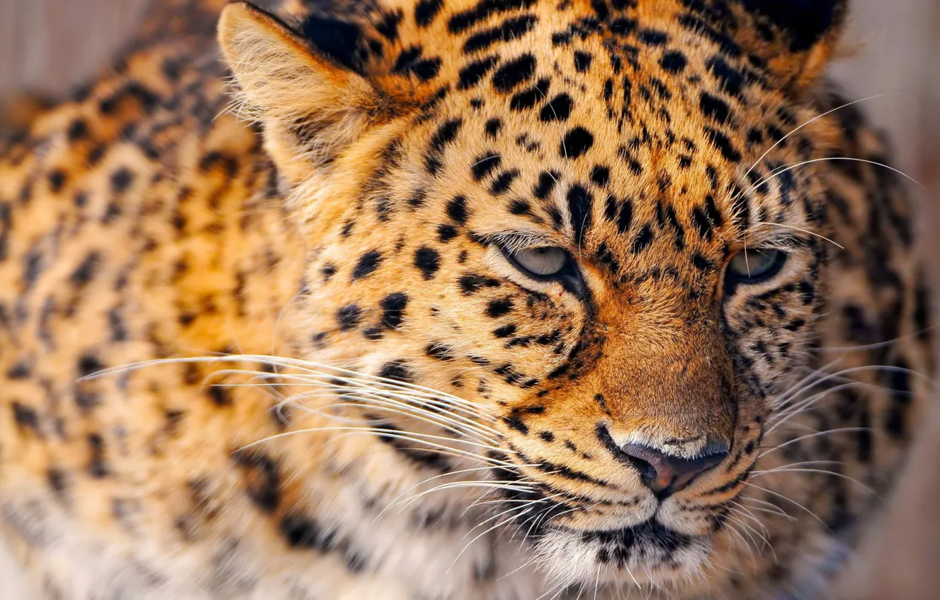 Photo wallpaper portrait, leopard, big cat