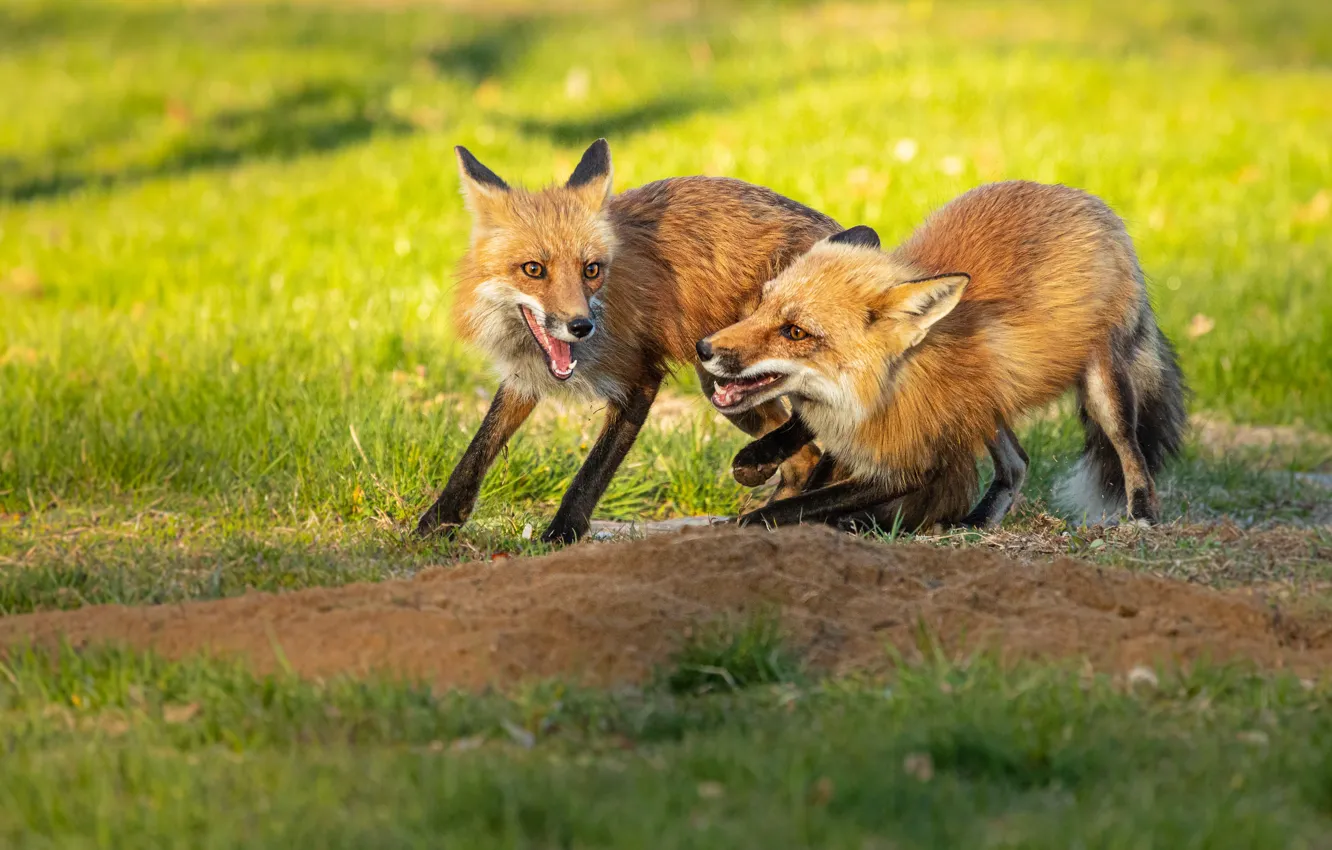 Photo wallpaper greens, light, pose, glade, the game, two, mouth, Fox