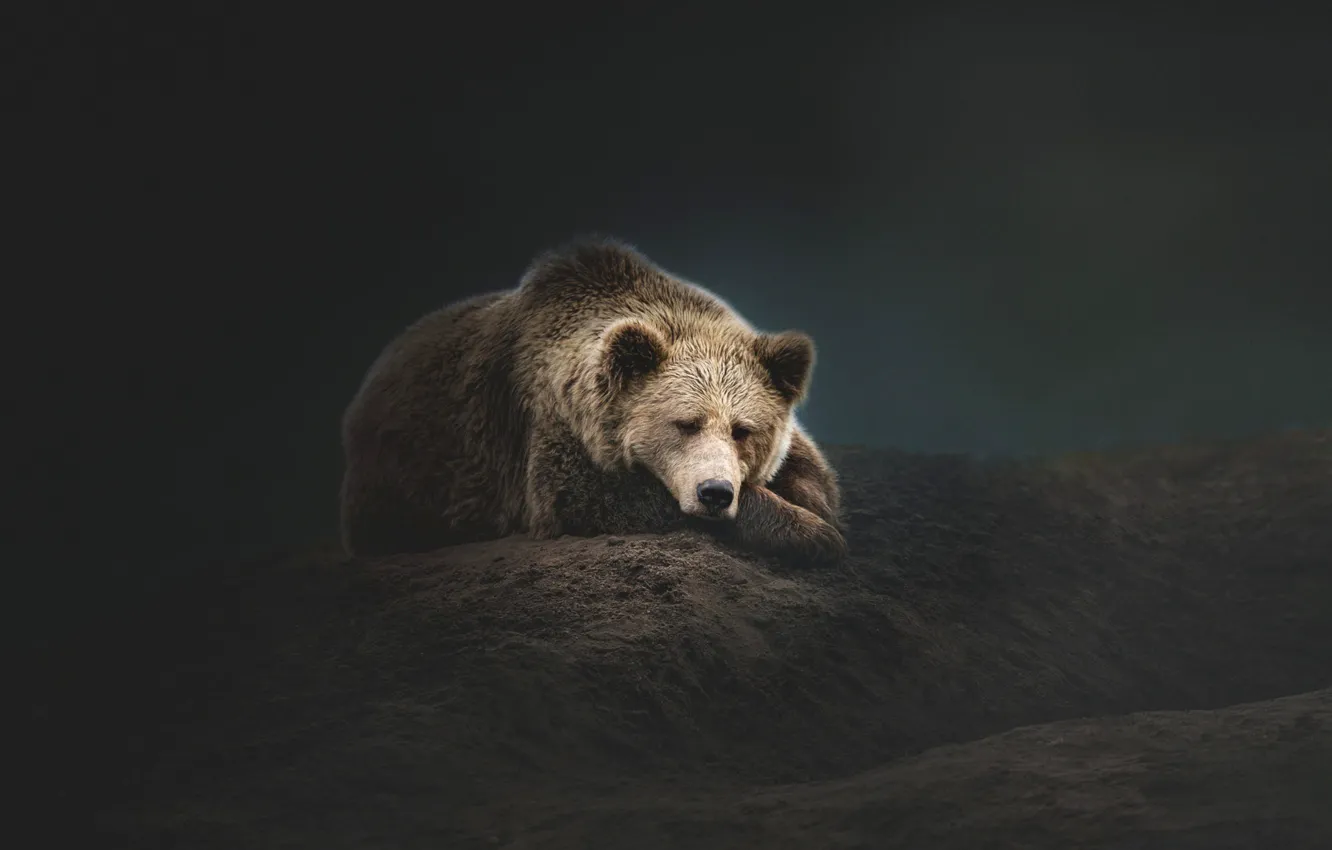 Photo wallpaper face, the dark background, stay, sleep, treatment, bear, bear, sleeping