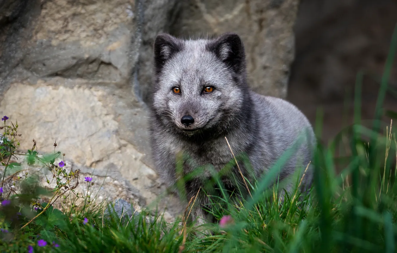 Photo wallpaper portrait, grey, face, rocks, Fox, stones