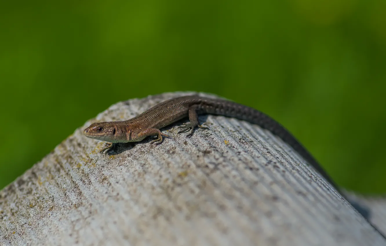 Photo wallpaper nature, animal, lizard Warbler.