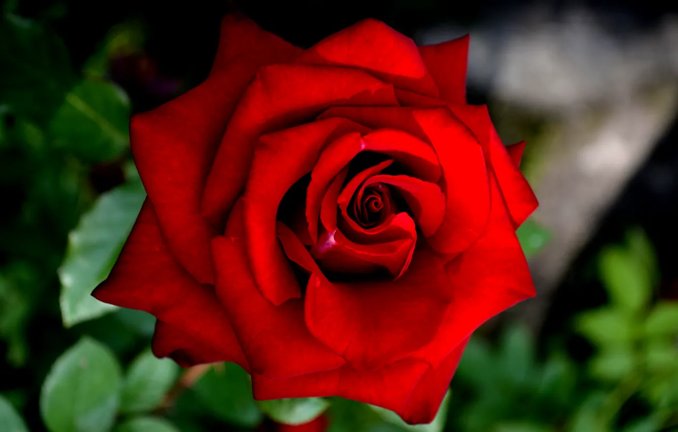 Photo wallpaper rose, beautiful flower, a red rose