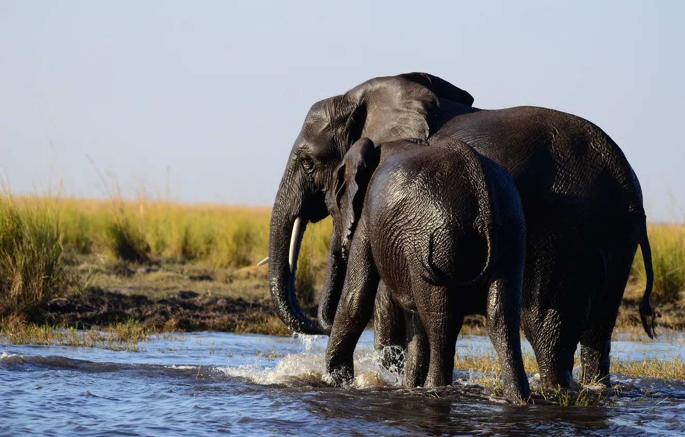 Photo wallpaper elephants, the elephant, mother, elephant, two elephants