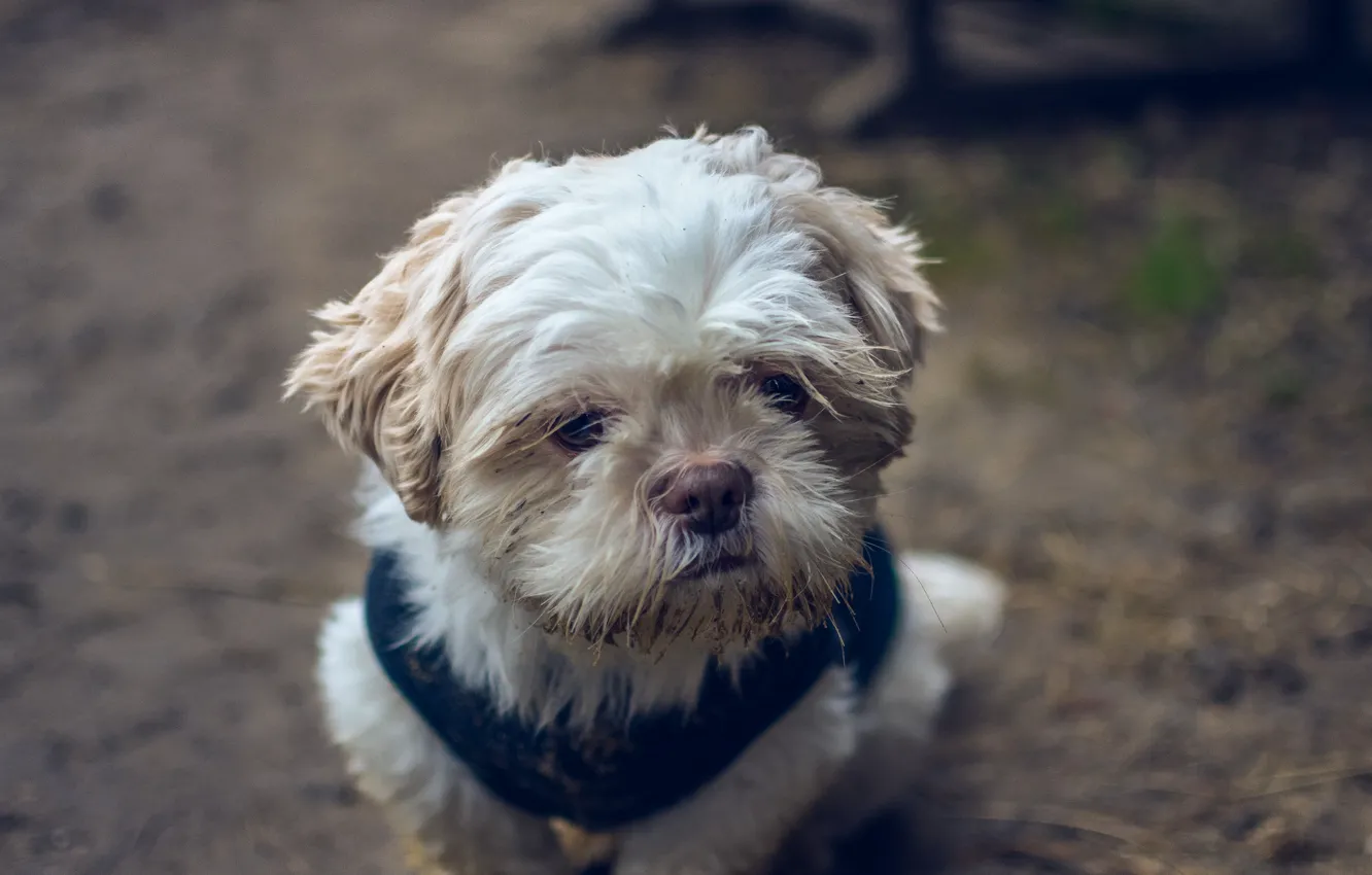 Photo wallpaper background, sweetheart, dog