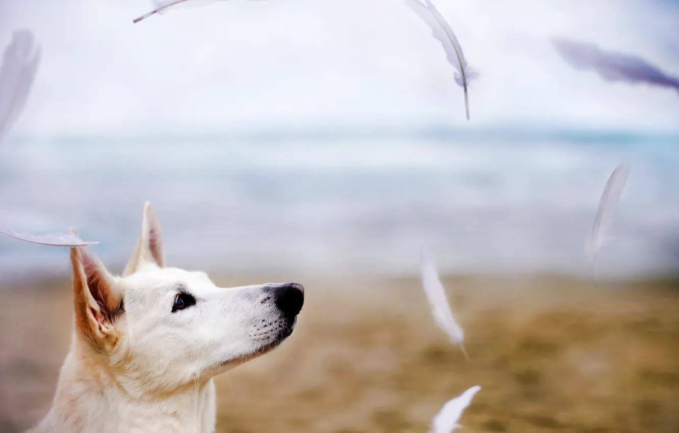 Photo wallpaper each, dog, feathers
