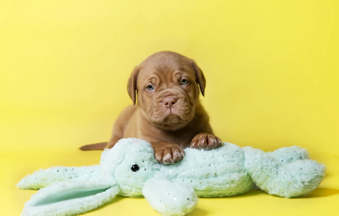 Photo wallpaper look, pose, toy, new year, hare, dog, rabbit, baby