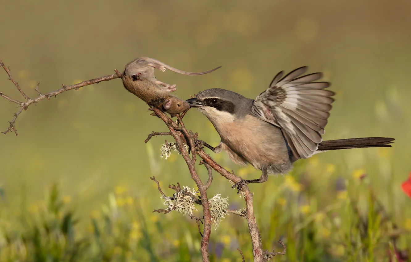 Photo wallpaper grass, branches, nature, background, bird, mouse, rat, mining