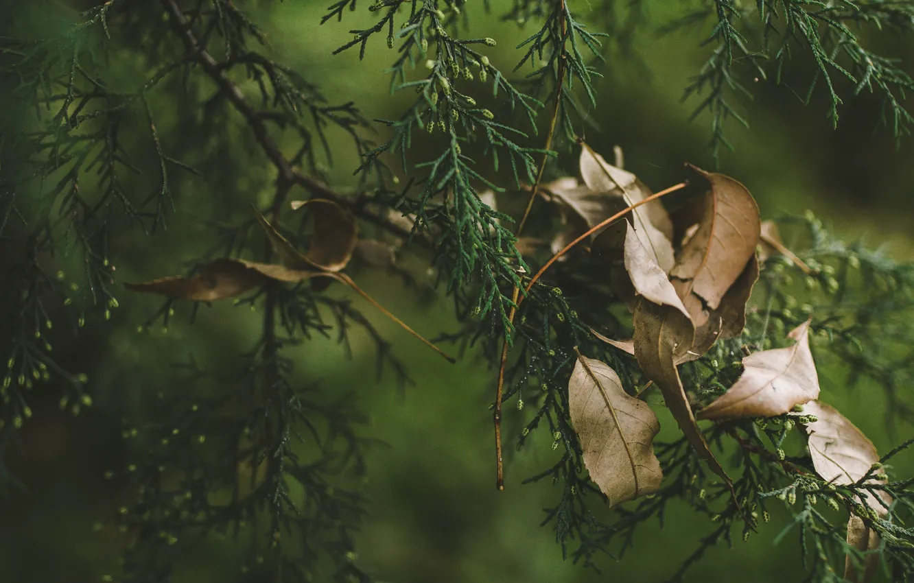 Photo wallpaper leaves, branches, Dry