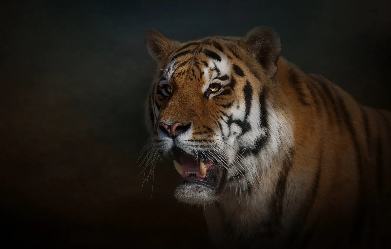Photo wallpaper look, face, light, tiger, the dark background, portrait, treatment, mouth