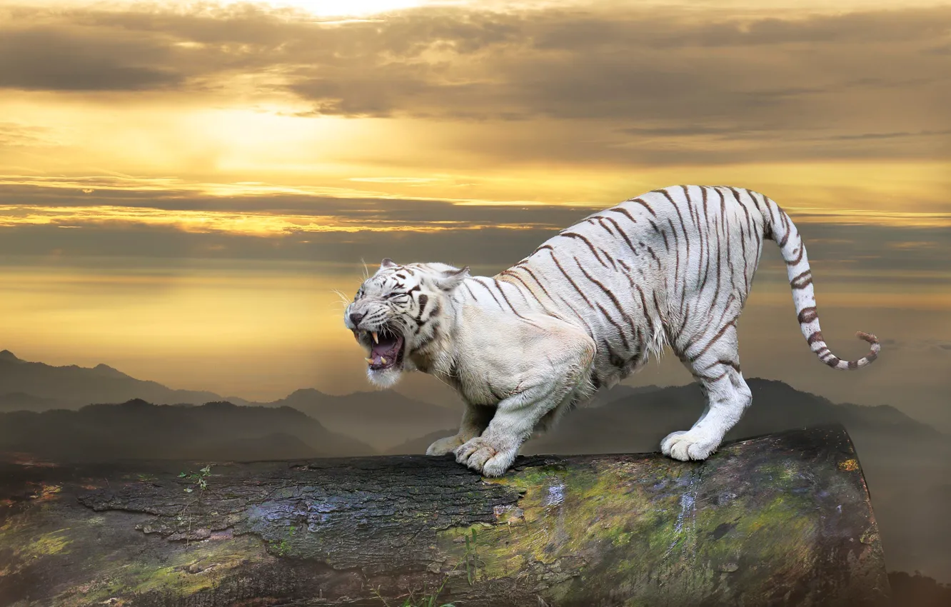 Photo wallpaper white, the sky, look, clouds, sunset, mountains, tiger, pose