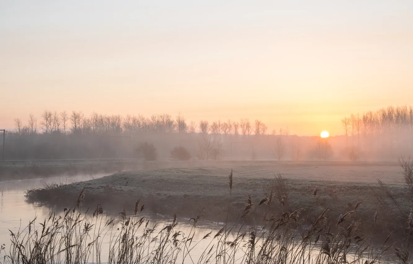 Photo wallpaper forest, fog, dawn, shore, pond