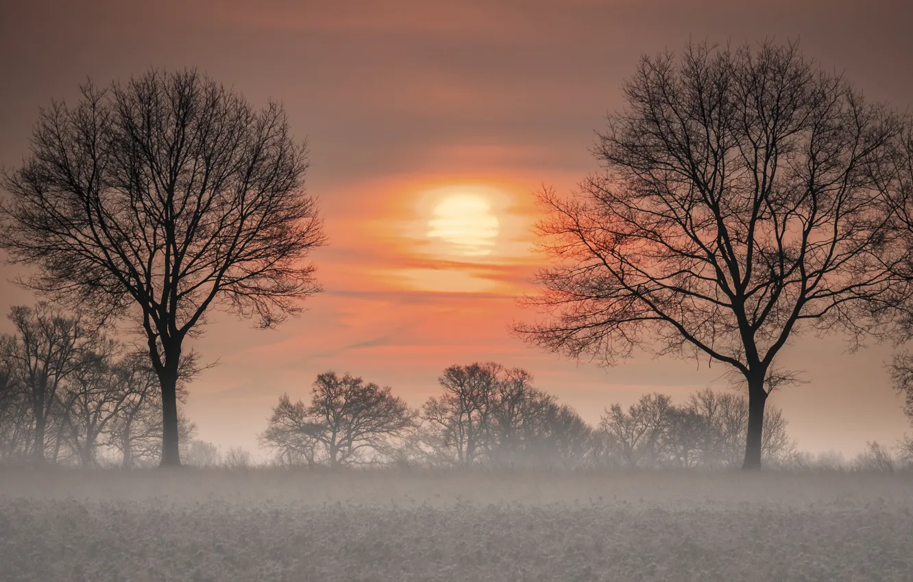 Photo wallpaper trees, sunset, fog