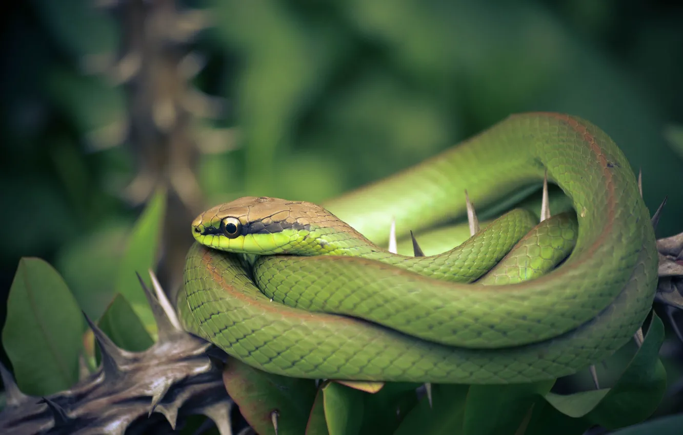 Wallpaper nature, background, snake for mobile and desktop, section ...