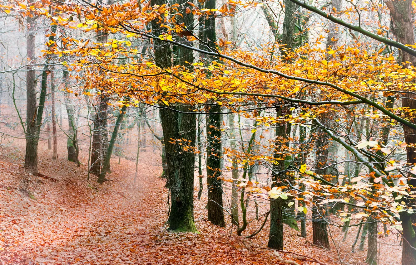 Photo wallpaper autumn, forest, nature, fog