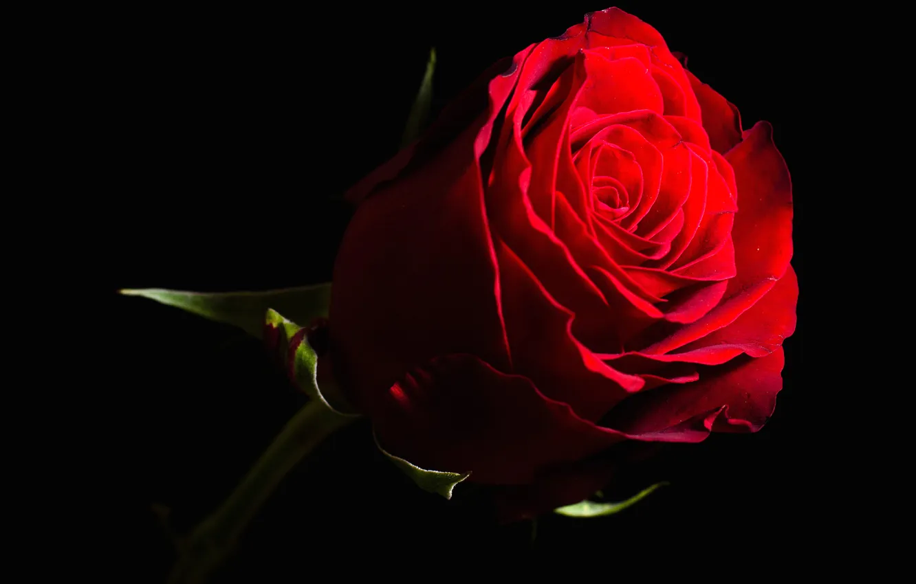 Photo wallpaper flowers, background, paint, roses, petals, buds