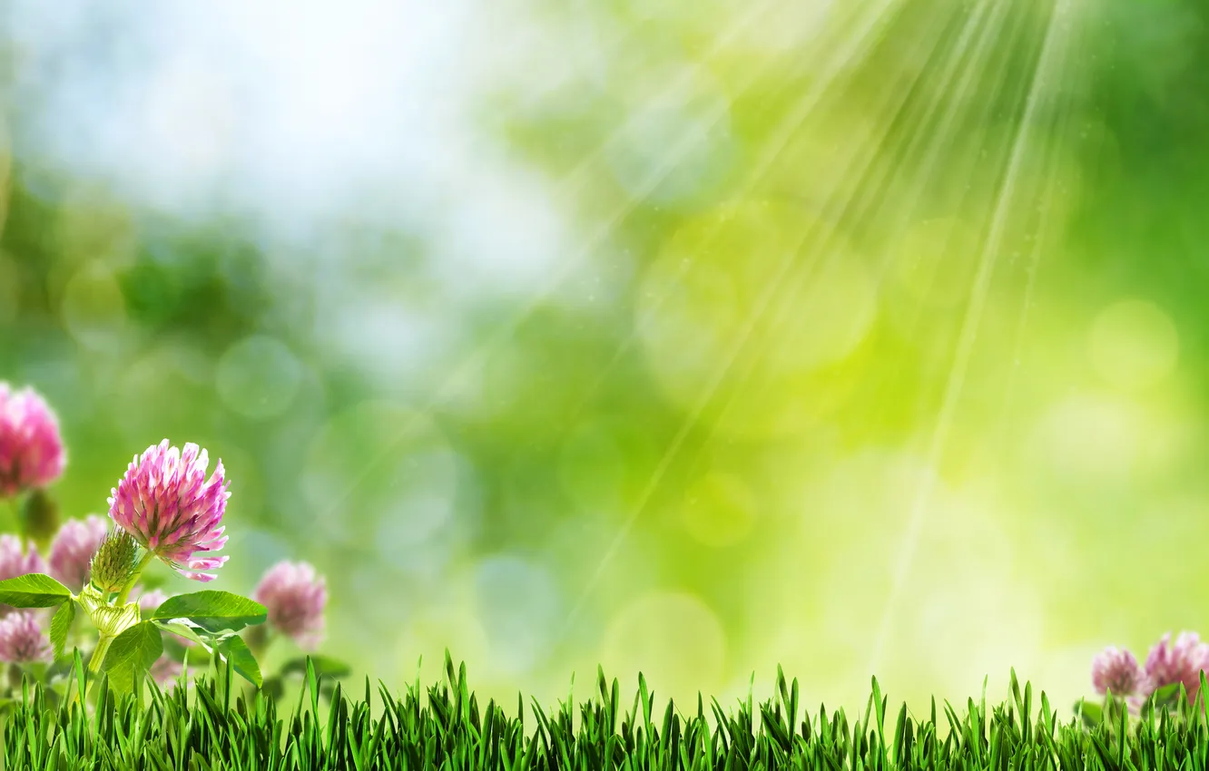 Photo wallpaper grass, rays, clover, bokeh