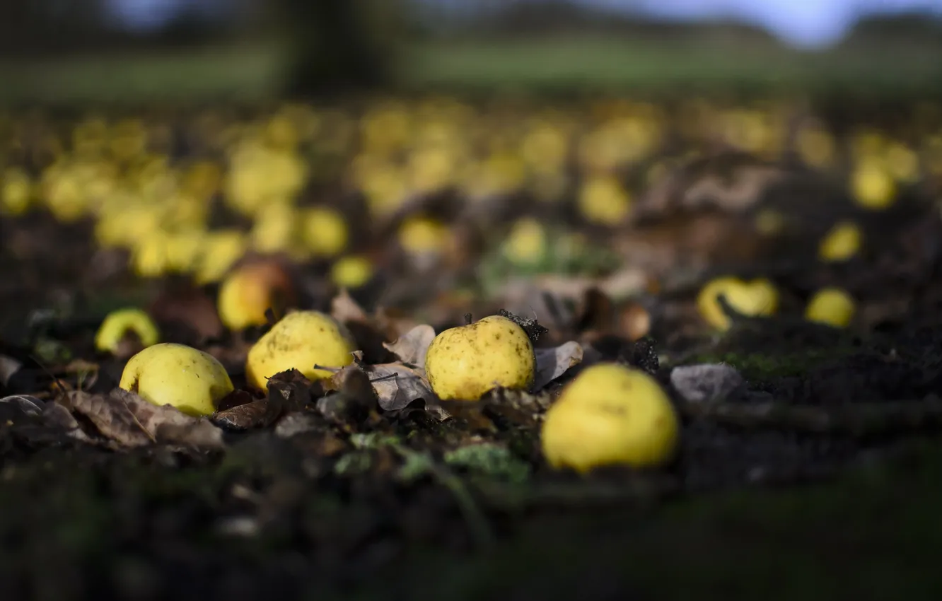 Photo wallpaper nature, apples, garden