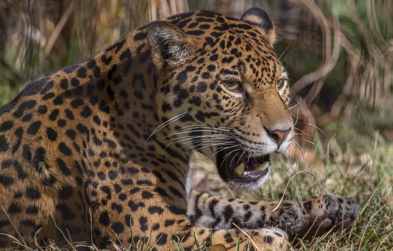 Photo wallpaper grass, face, predator, fangs, Jaguar, wild cat
