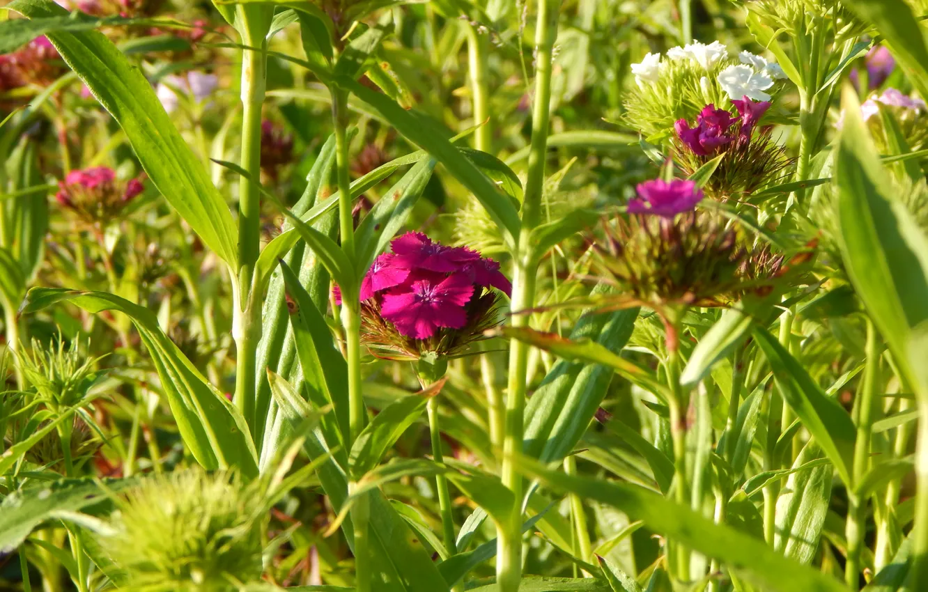 Photo wallpaper summer, grass, macro, flowers, plant