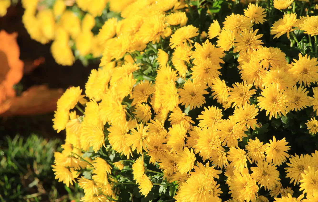 Photo wallpaper flower, yellow, autumn, blooming