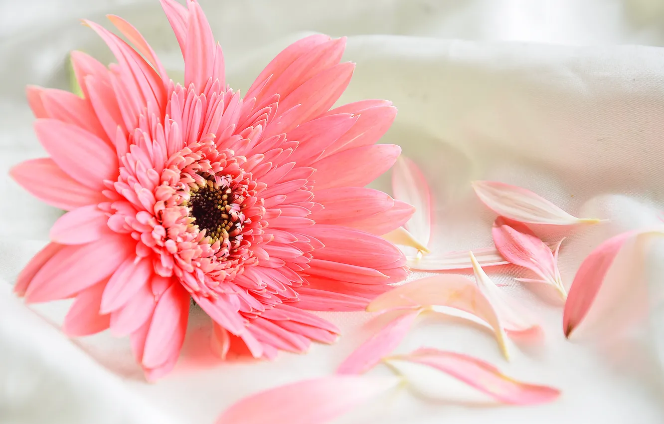 Photo wallpaper flowers, petals, gerbera