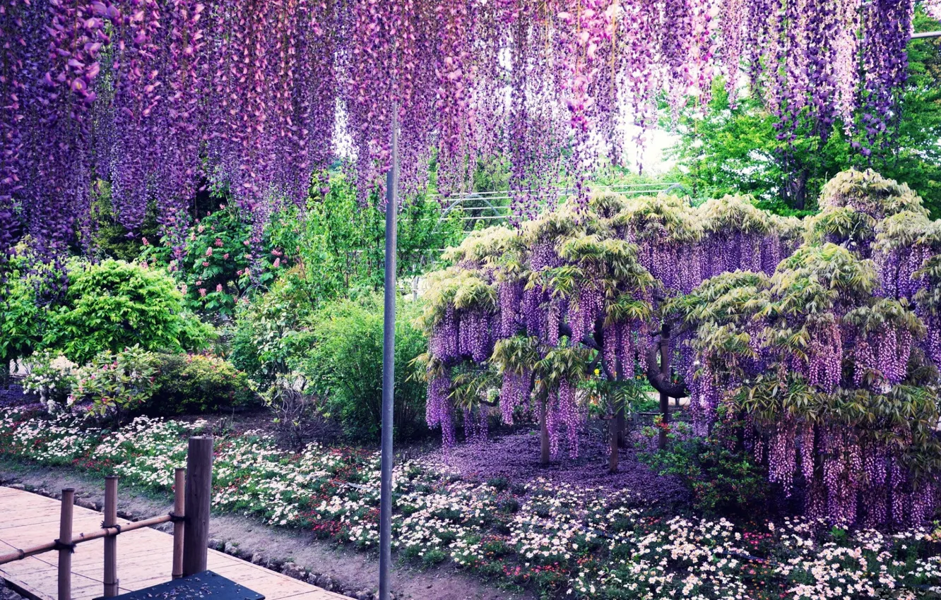 Photo wallpaper Park, Japan, flowering, Kawachi Fuji gardens, Wisteria