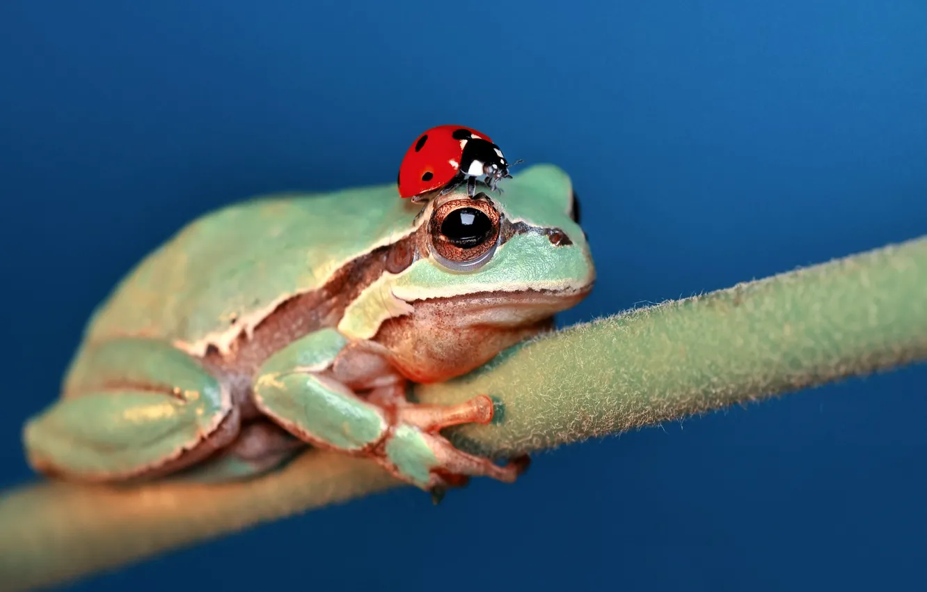 Photo wallpaper macro, ladybug, frog, insect