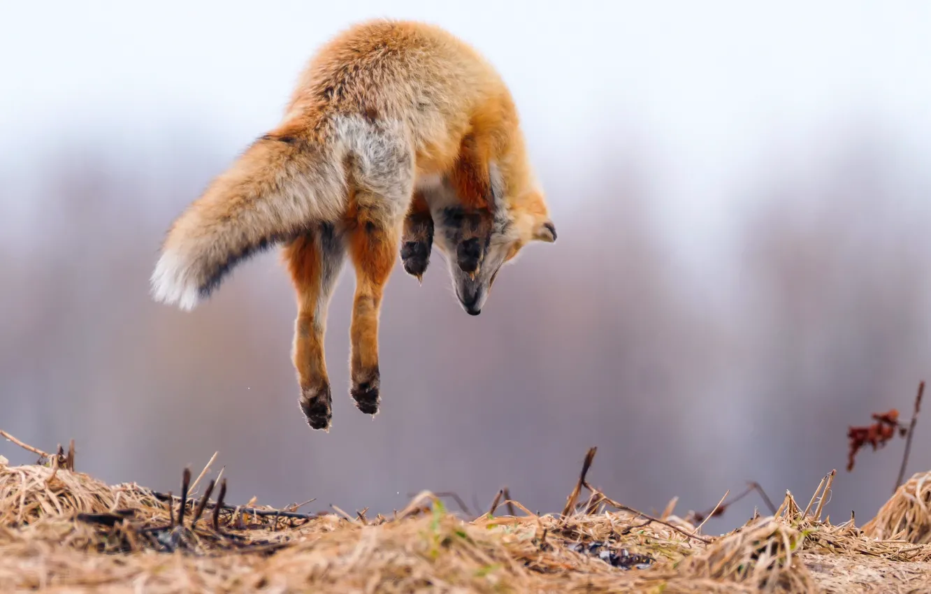 Photo wallpaper background, jump, Fox, Fox, in the air