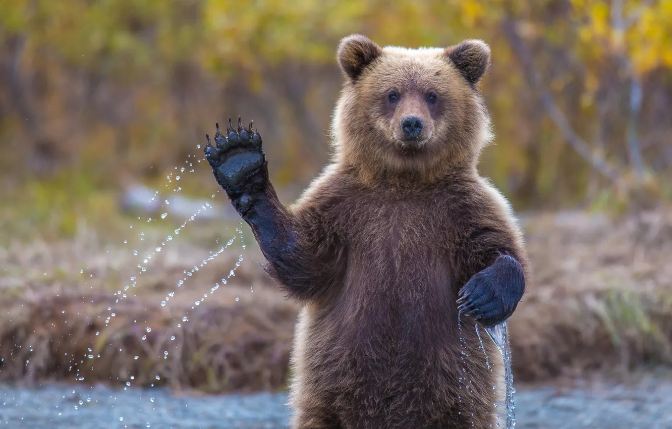 Photo wallpaper bear, hi, Alaska, grizzly