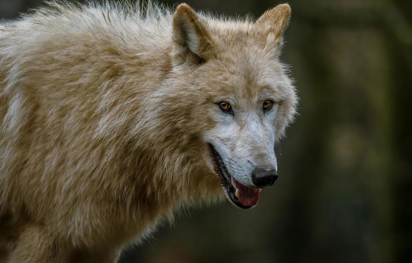 Photo wallpaper Predator, nature, animal, wolf, wildlife, portrait, portrait., Canis lupus. face