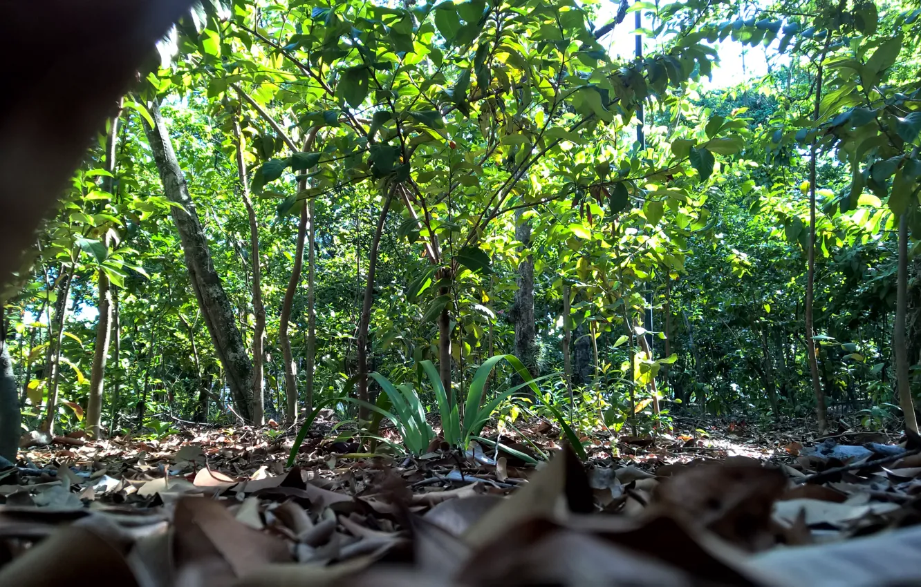 Photo wallpaper green, light, red, white, grass, forest, black, nature