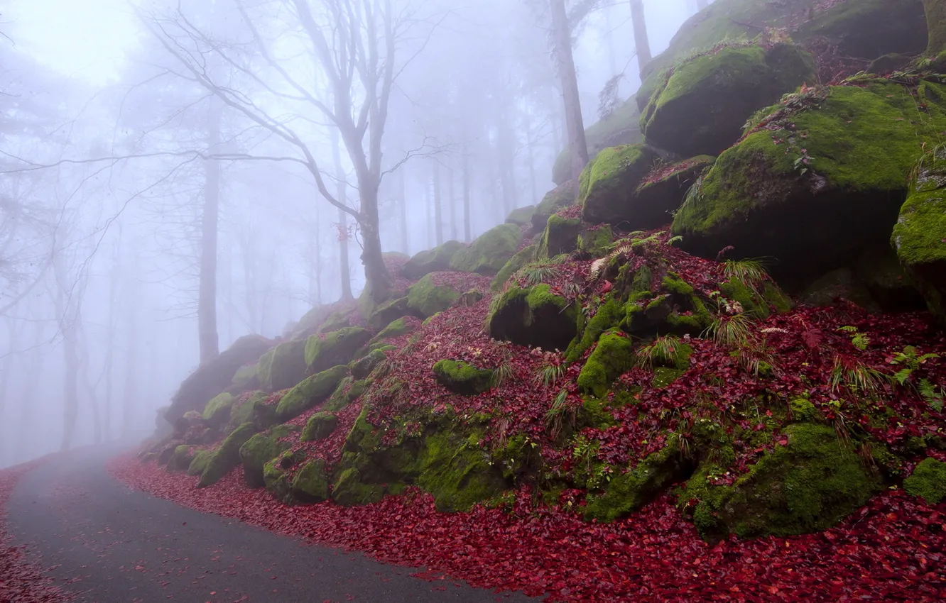 Photo wallpaper trees, fog, life and death, Enigma