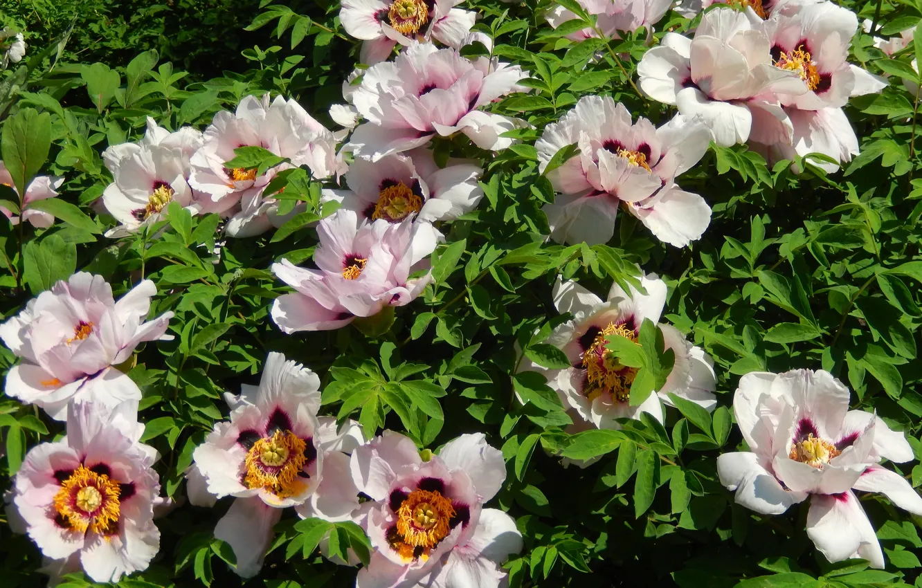 Photo wallpaper leaves, flowers, widescreen, Wallpaper, wallpaper, the bushes, widescreen, background