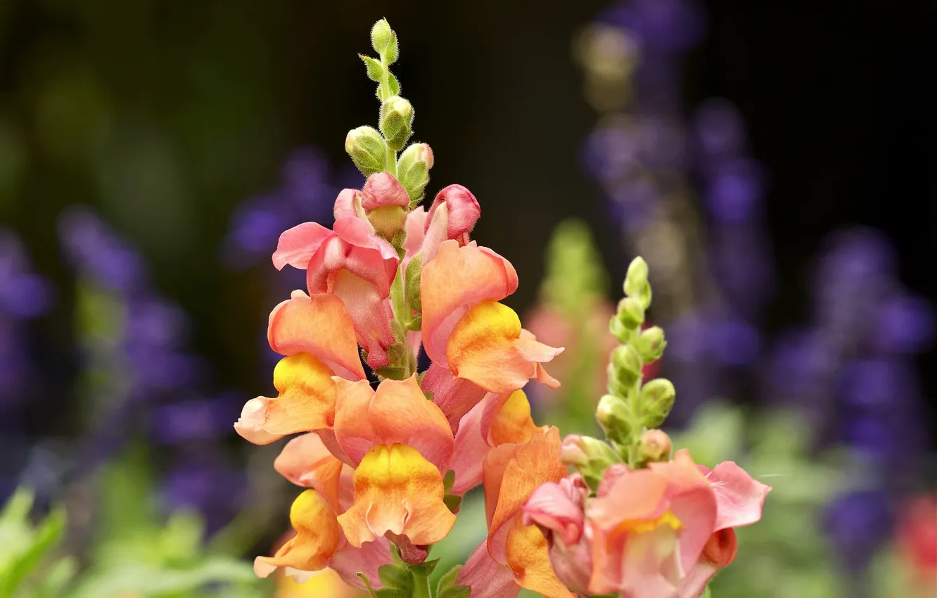 Photo wallpaper field, flowers, petals, meadow