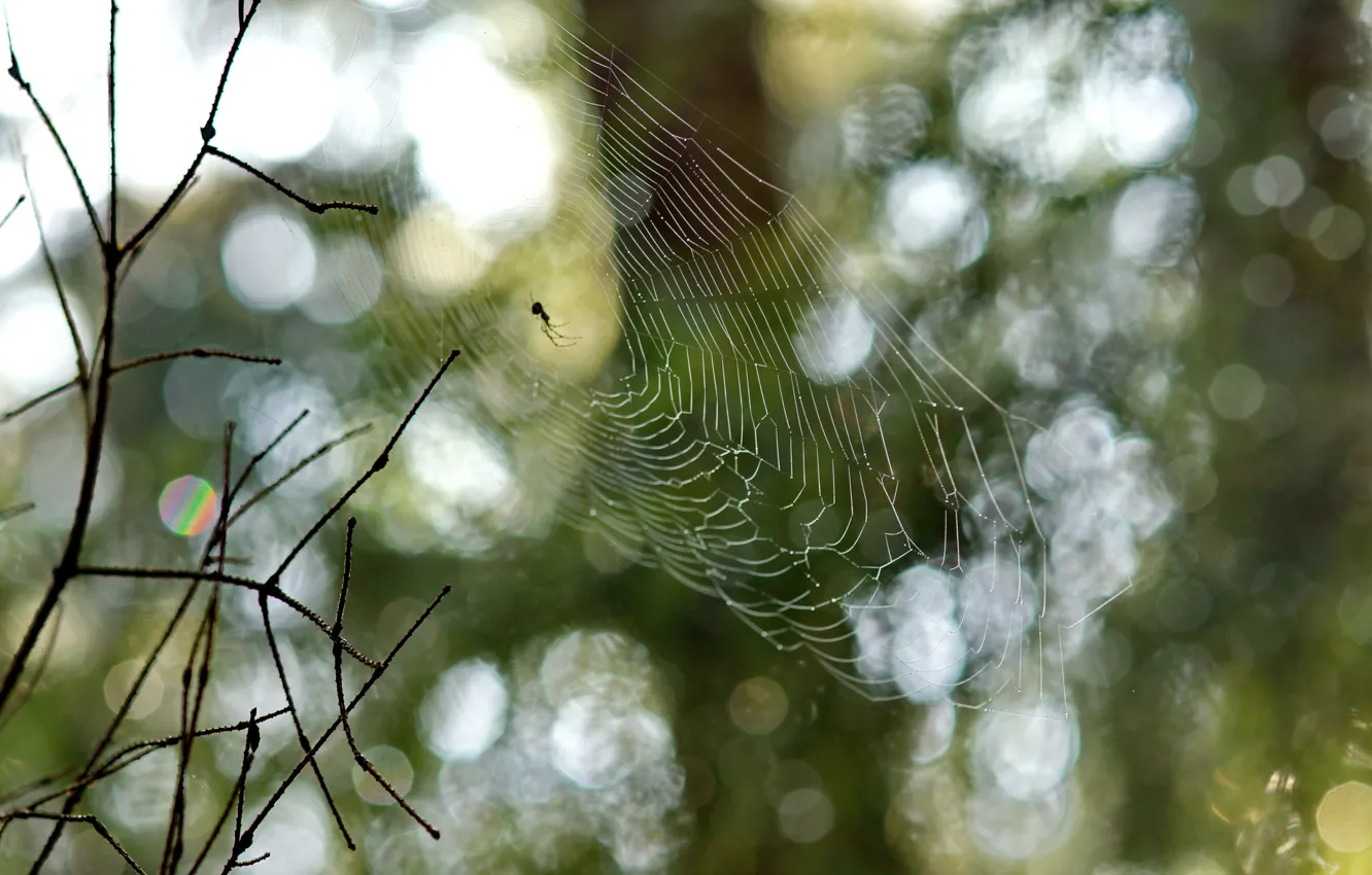 Photo wallpaper branches, Nature, web, spider, bokeh