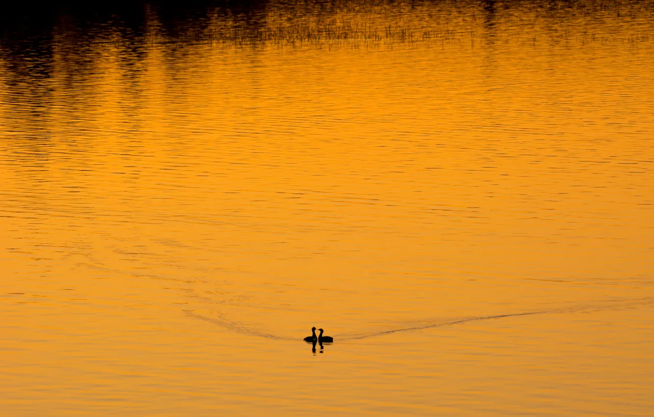 Photo wallpaper night, lake, bird