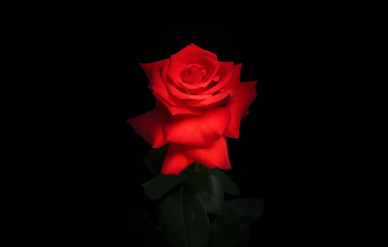 Photo wallpaper red, rose, black background, Red rose
