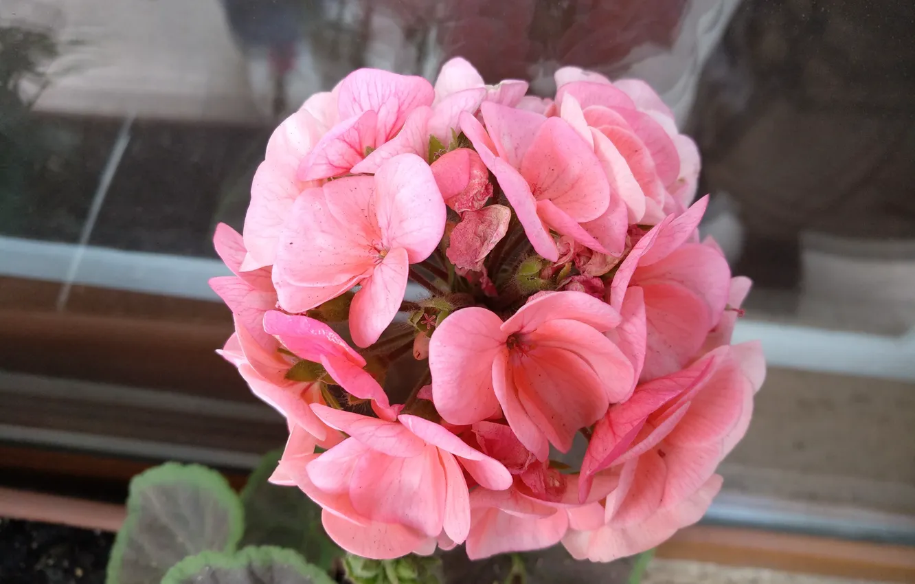 Photo wallpaper pink flowers, flowers, pelargonium, Pink flowers, Pelargonium
