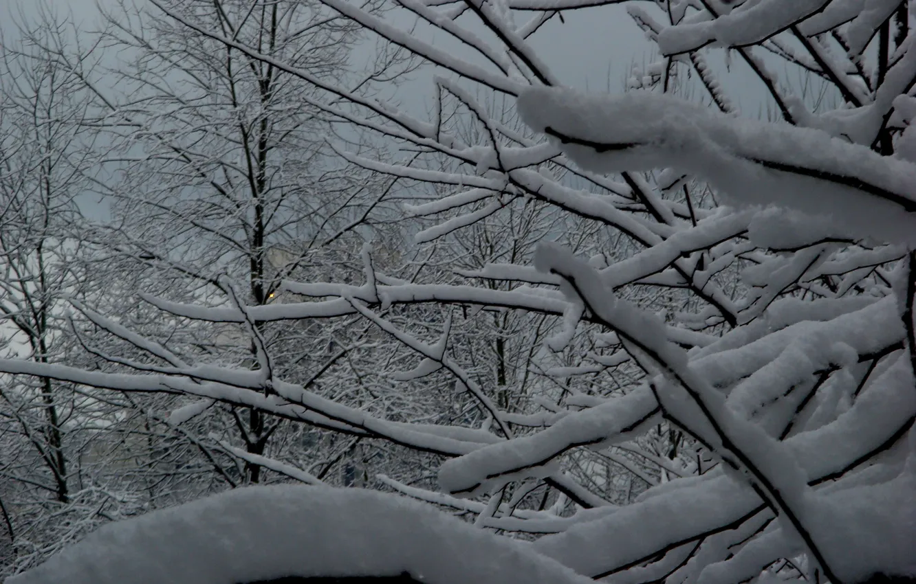 Photo wallpaper snow, branches, cold