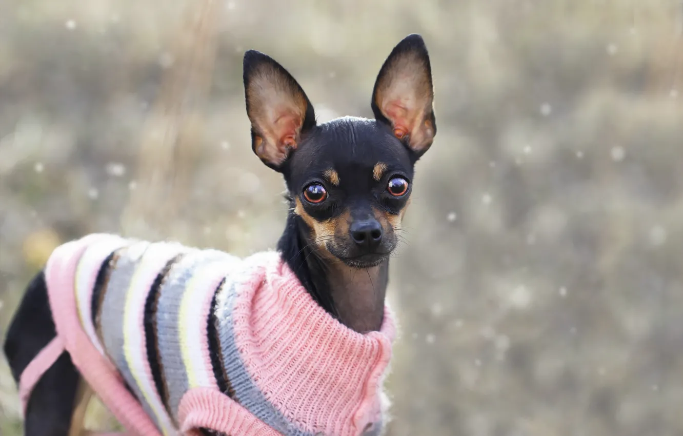 Photo wallpaper background, each, dog