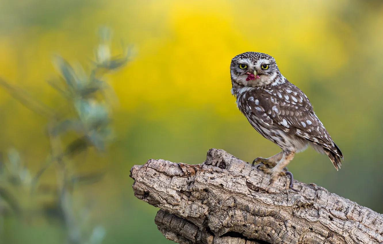 Photo wallpaper background, owl, bird, stump, mining, owl