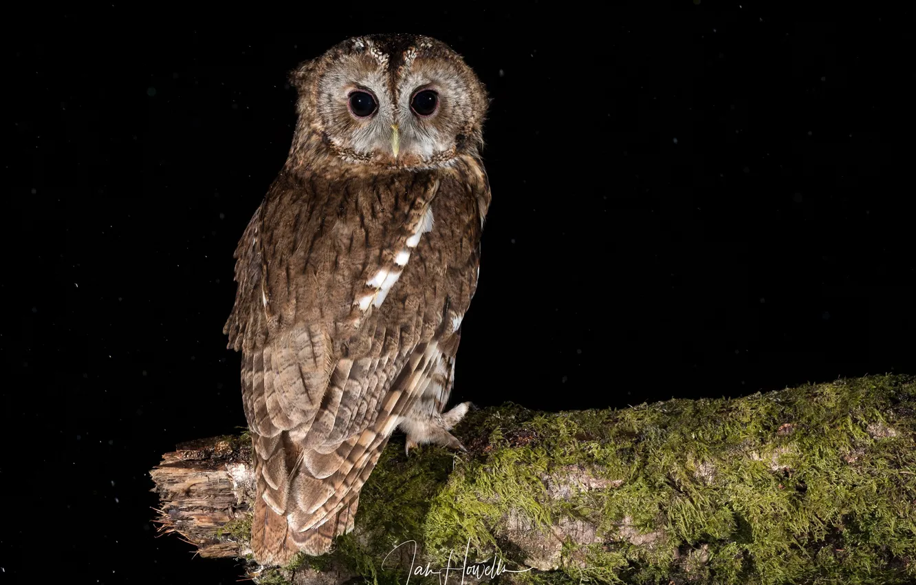Photo wallpaper owl, bird, moss, snag, black background, owl, Tawny Owl