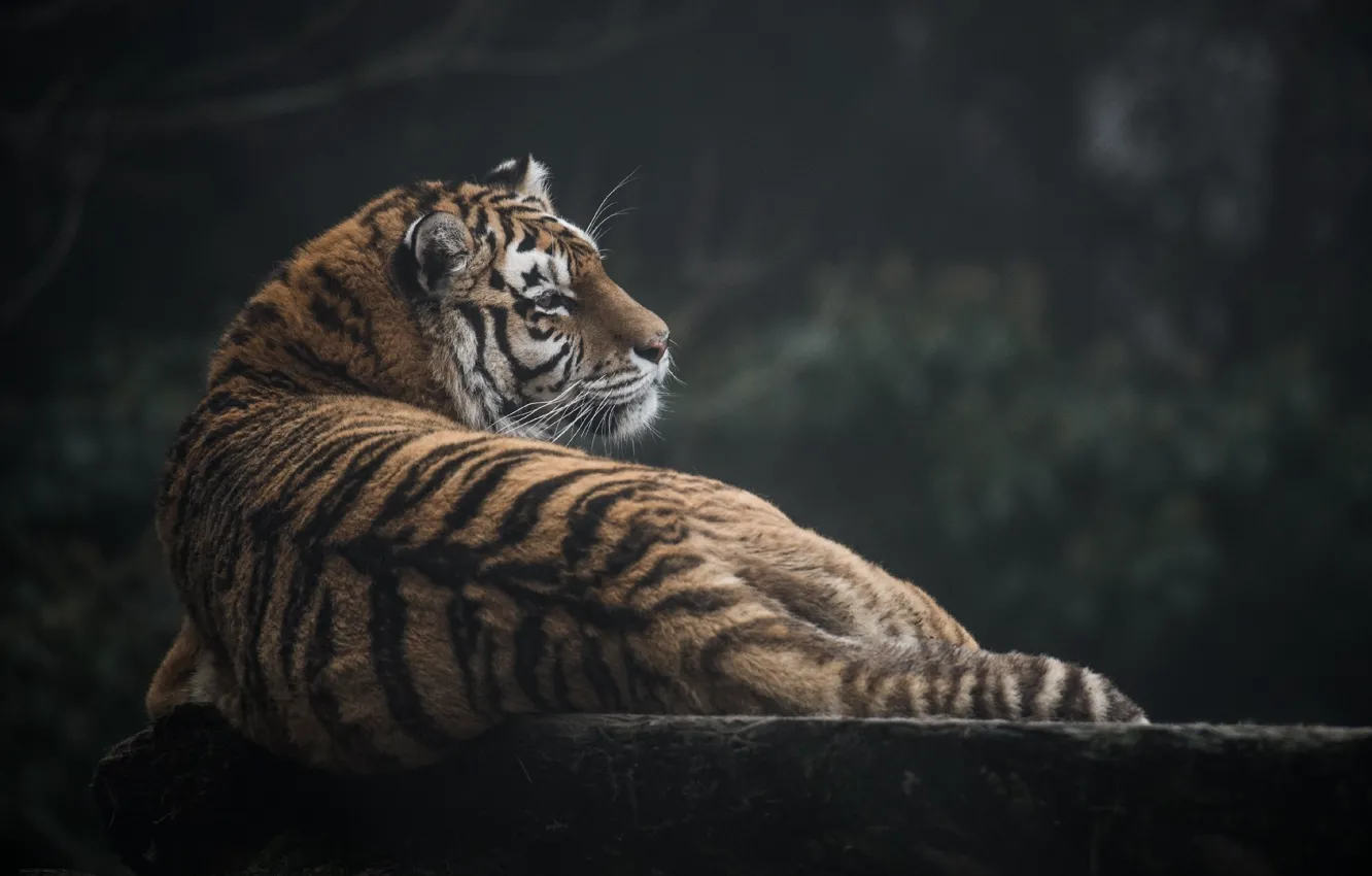 Photo wallpaper strips, tiger, stay, predator, profile, fur, wild cat
