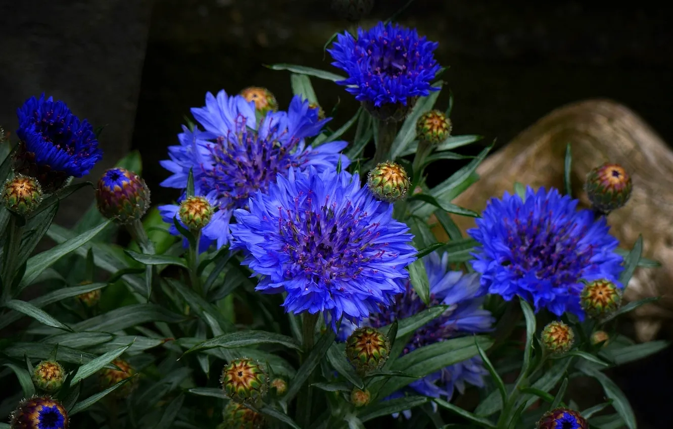 Photo wallpaper macro, cornflowers, buds