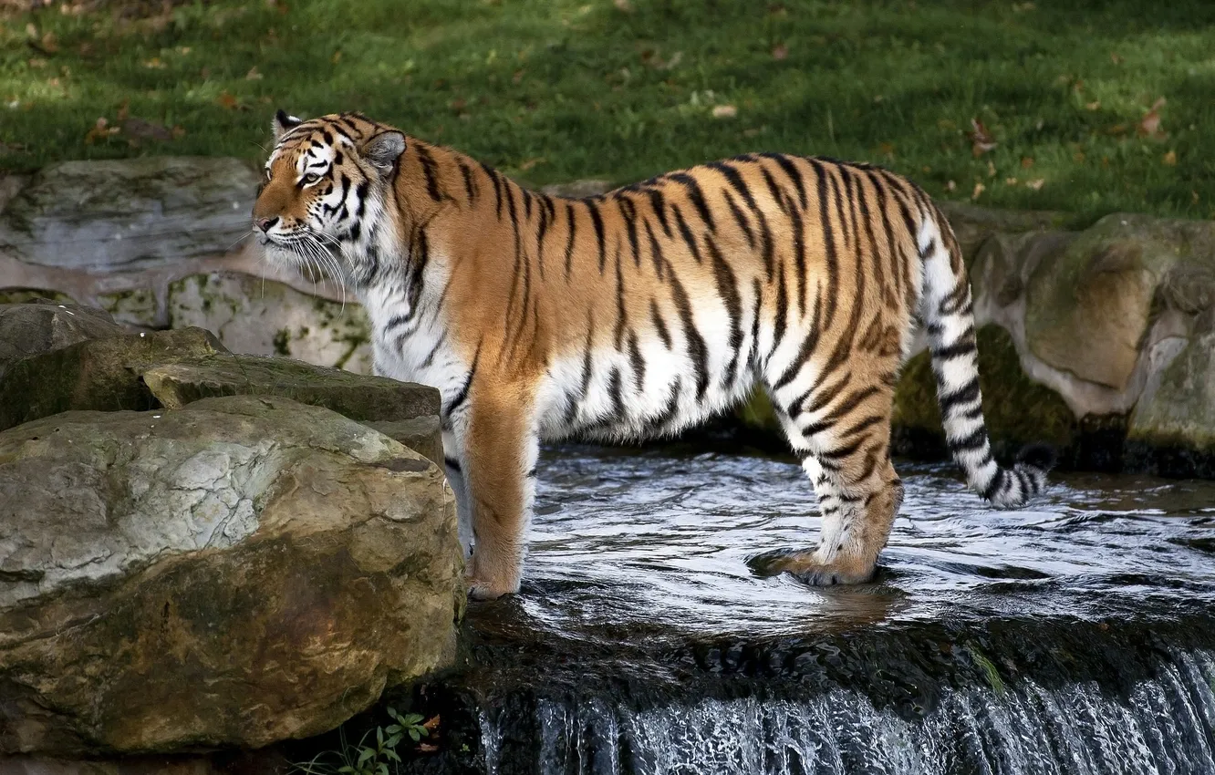 Photo wallpaper predator, wild cat, zoo, the Amur tiger
