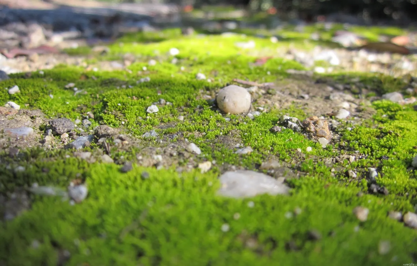 Photo wallpaper greens, grass, macro, nature, stones, earth
