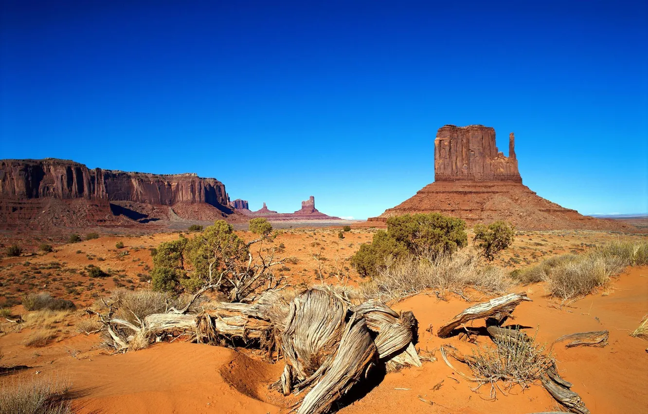 Photo wallpaper sand, trees, rocks, desert, dry, canyon
